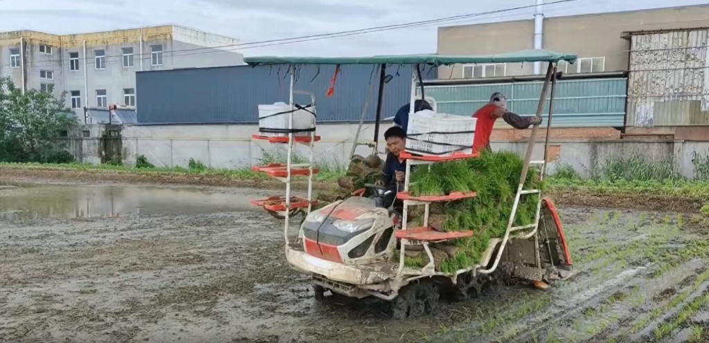 江苏靖江pp电子小8行杂交水稻作业中，效果效率都相当好